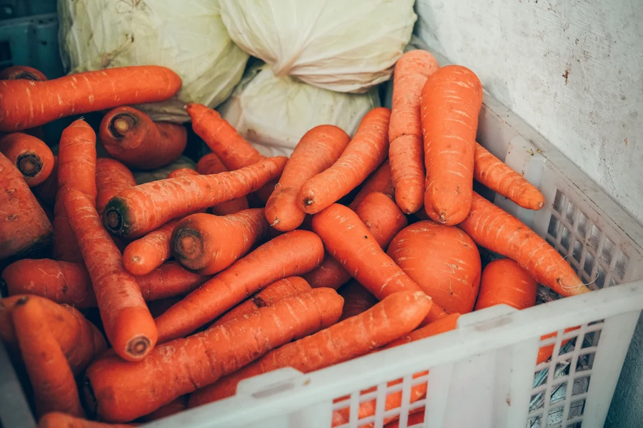 Carottes fraîches et choux blancs dans une cagette, légumes de base d'une potée